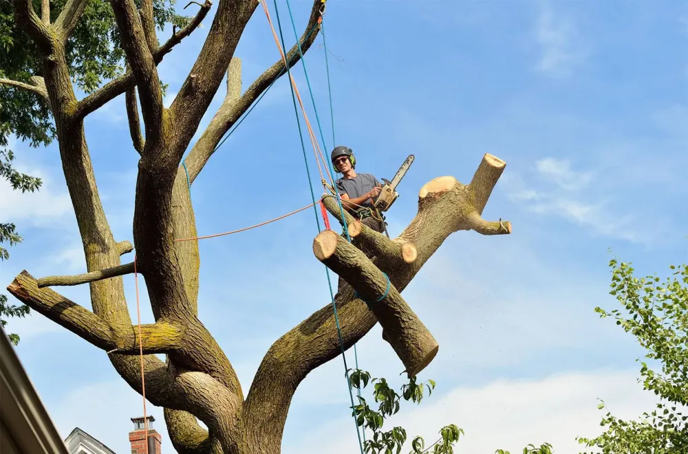 Abattage près de Doué-la-Fontaine