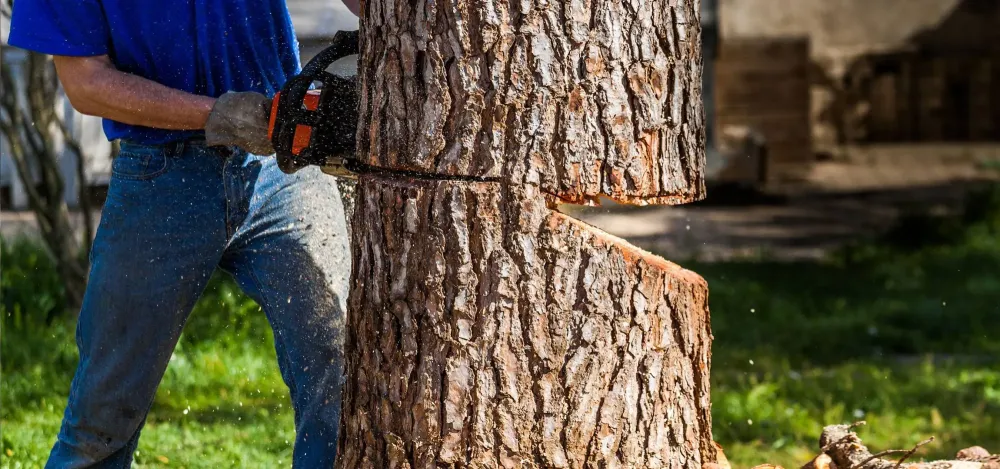 Entreprise d'abattage près de Doué-la-Fontaine