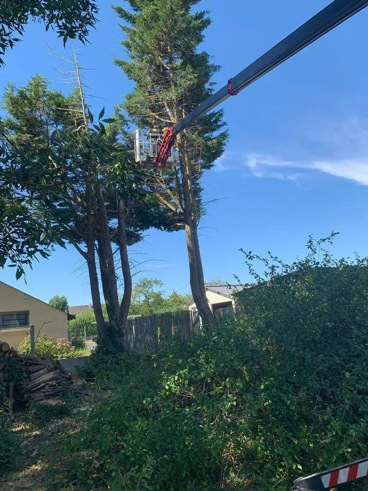 Élagage d'arbres près de Doué-la-Fontaine