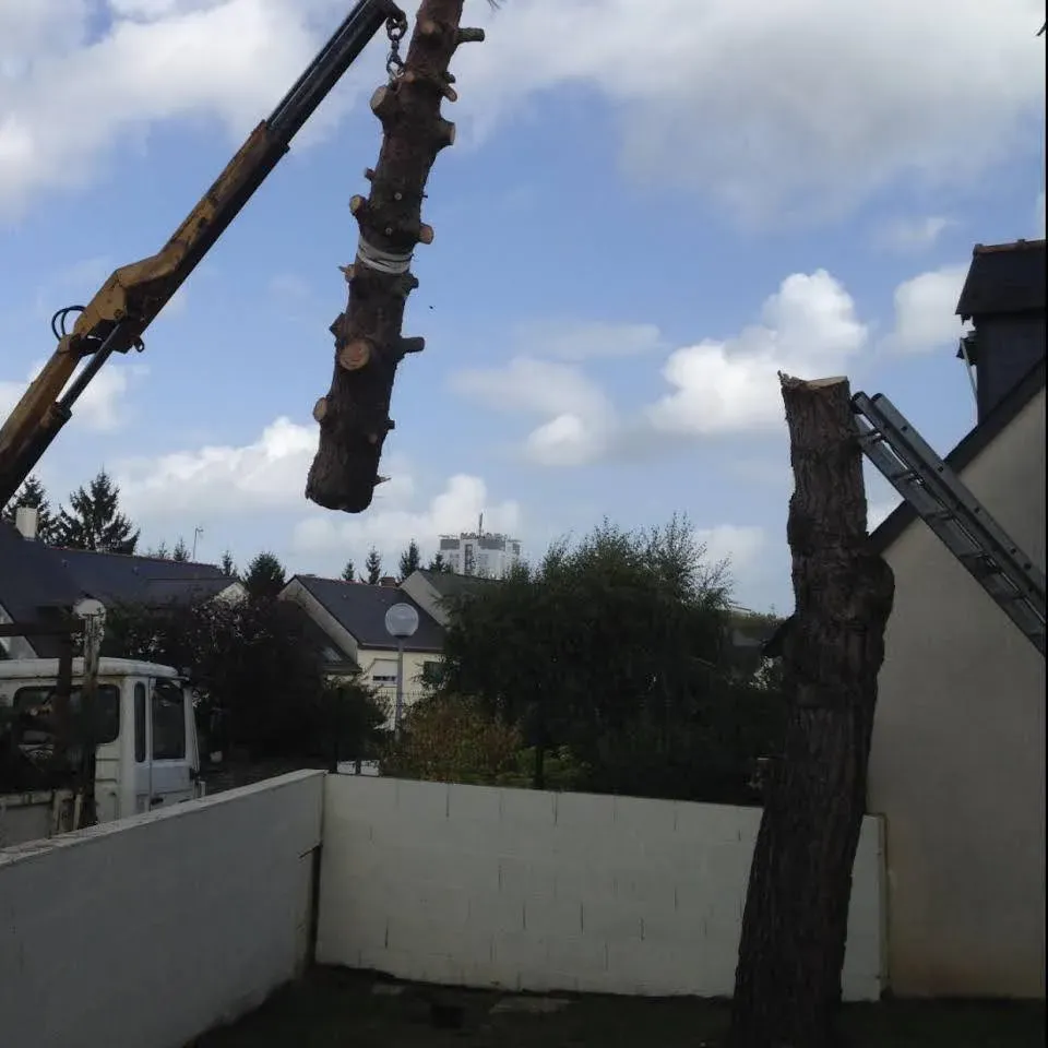 Abattage d'arbres près de Doué-la-Fontaine